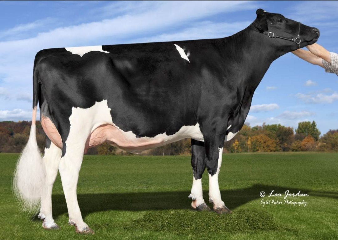 Kings-Ransom Dynasty