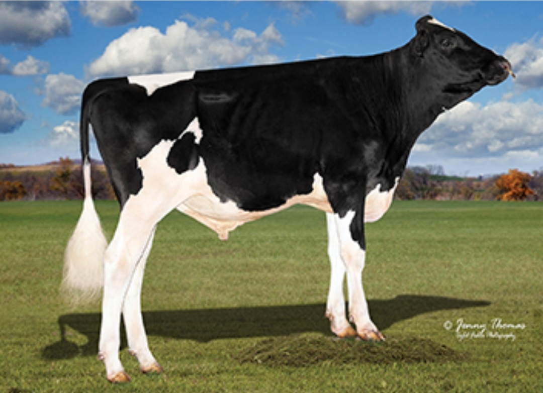 Siemers Wolf Hulu rc