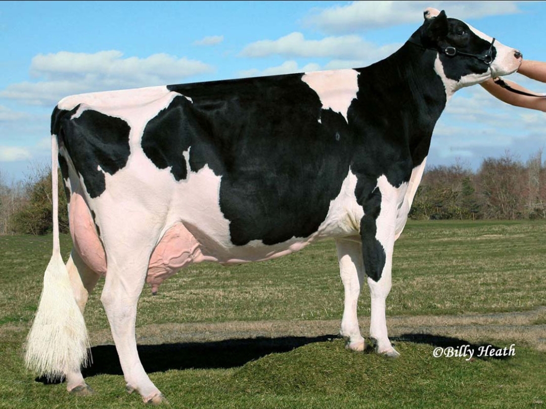 Wet Gameday Maverick