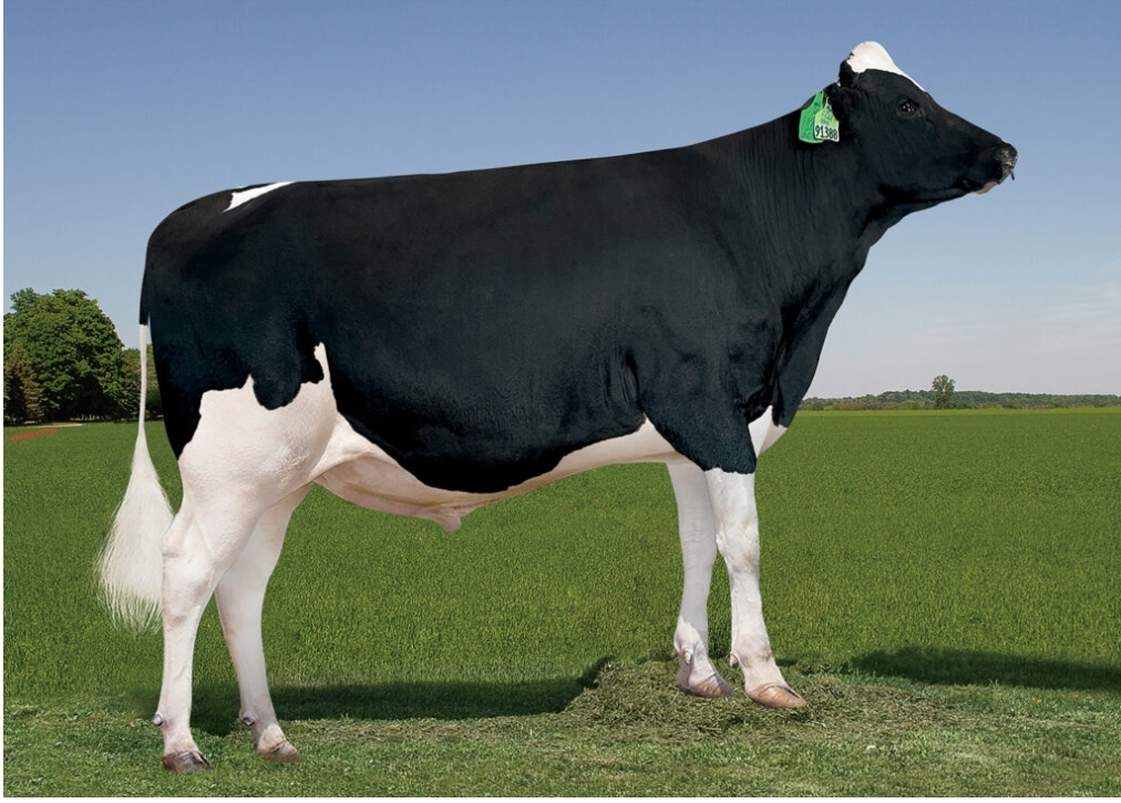 Cookiecutter Have You